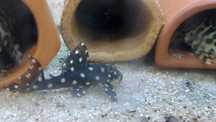 L471 Dwarf Snowball Pleco