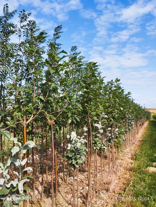 Drzewa Alejowe ,zapraszam