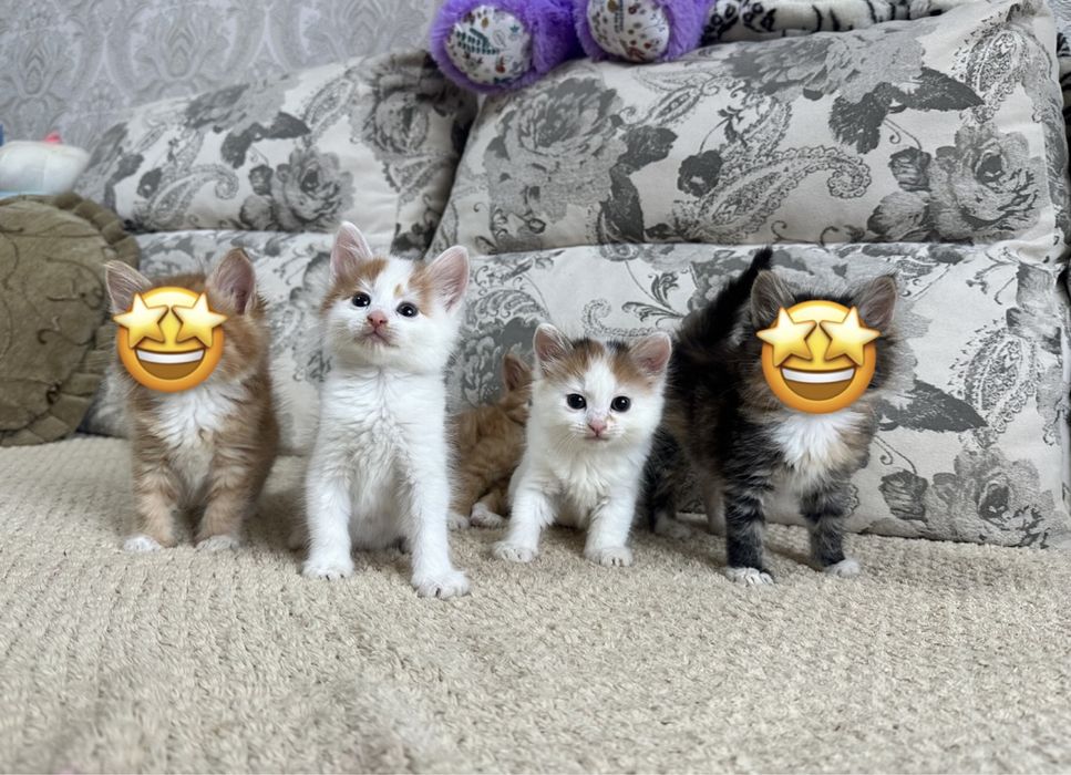 Сибирячки малыши )