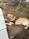 Labrador biszkoptowy szuka nowego domku