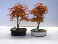 Японський клен Bonsai насіння