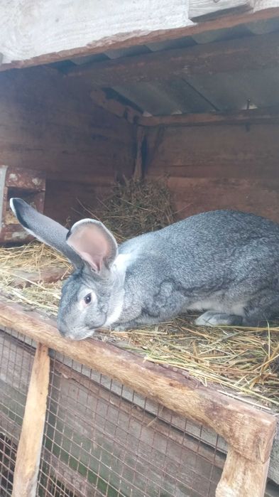 Продам кролі. Спаровані самки.