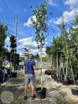 Betula utilis Doorenbos, Brzoza pożyteczna, obwód 8-10, 10-12, 12-14cm