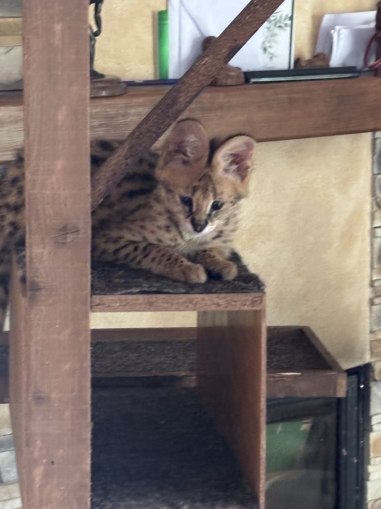 Kocurek Savannah F 1