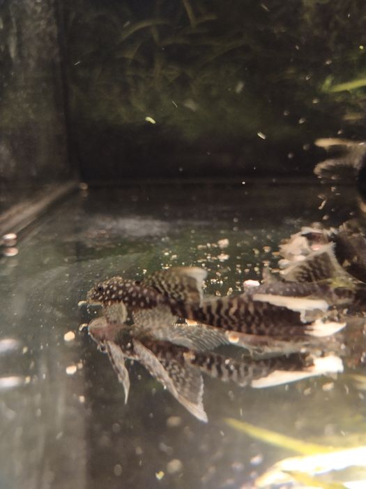 Ancistrus long fin glonojad