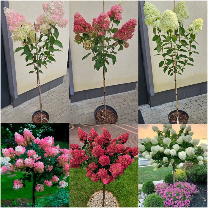 Гортензія на штамбі, штамбова гортензія волотиста,  штамб
