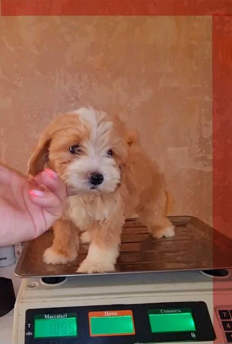 Мальтіпу ф1. Суперові малюки