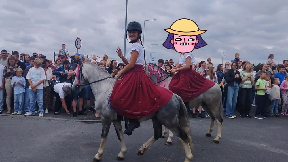 4-letni ogier walijski z licencją