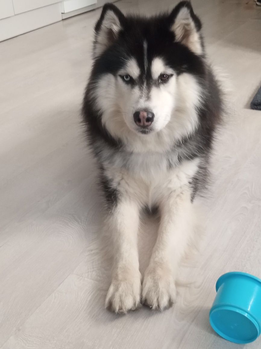 Pies rasy husky .