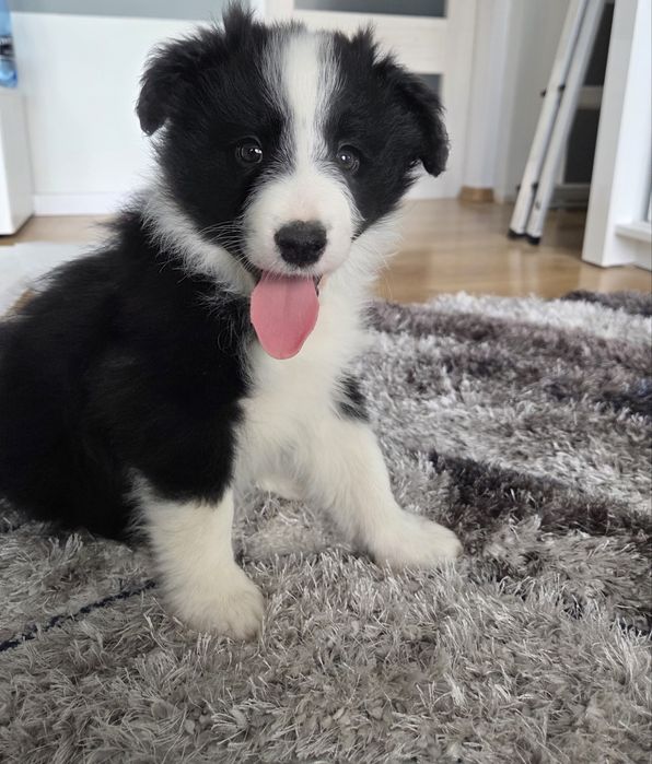 Border Collie – szczeniak BlueSky Collies (rodowód)