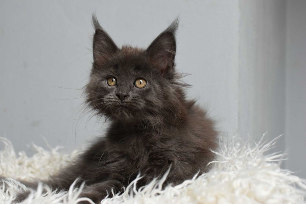 Kotka Maine Coon /Rodowód FPL