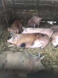 Продам свині живою вагою або півтушею