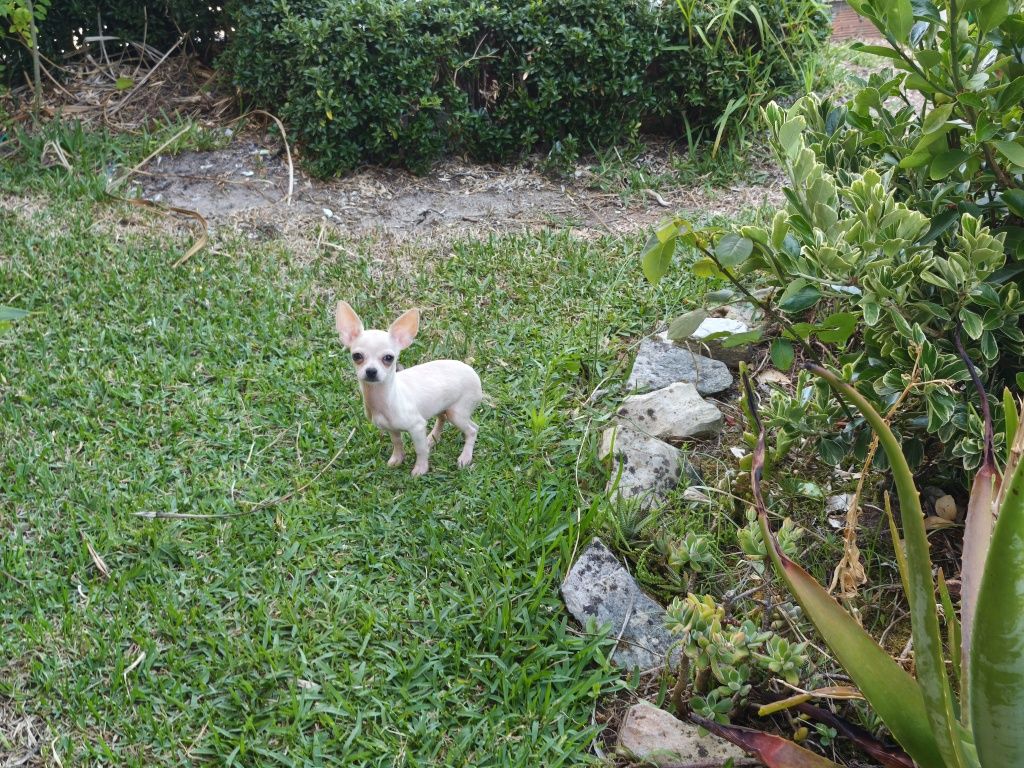 Chihuahua fêmea de pelo curto disponível para entrega imediata