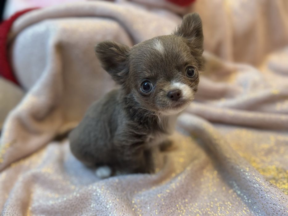 Chihuahua z prawdziwym rodowodem ZKwP/ FCI