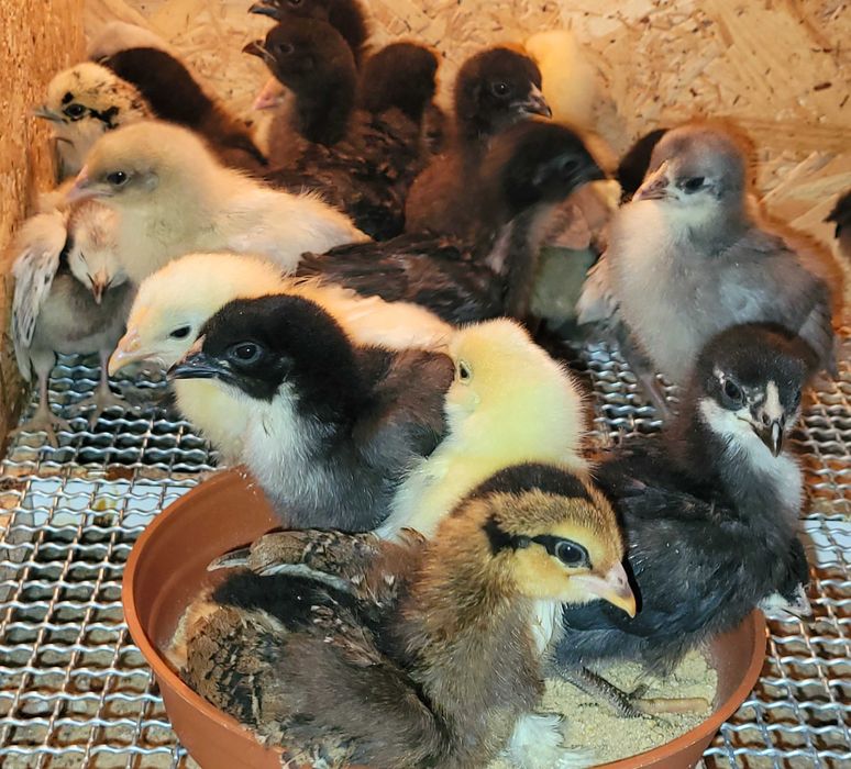 Pisklaki kur ozdobnych różnych ras