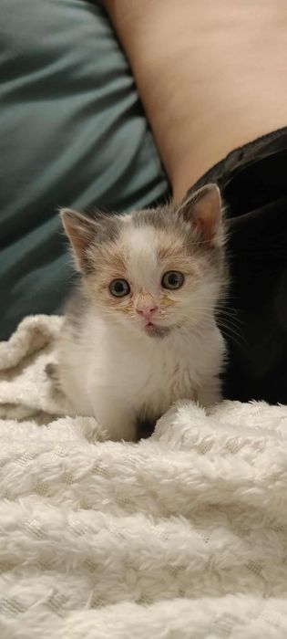 Urocze trikolorki do adopcji