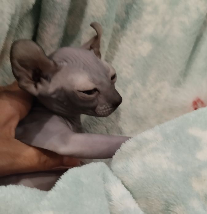 Канадские сфинксы,голубые эльфы