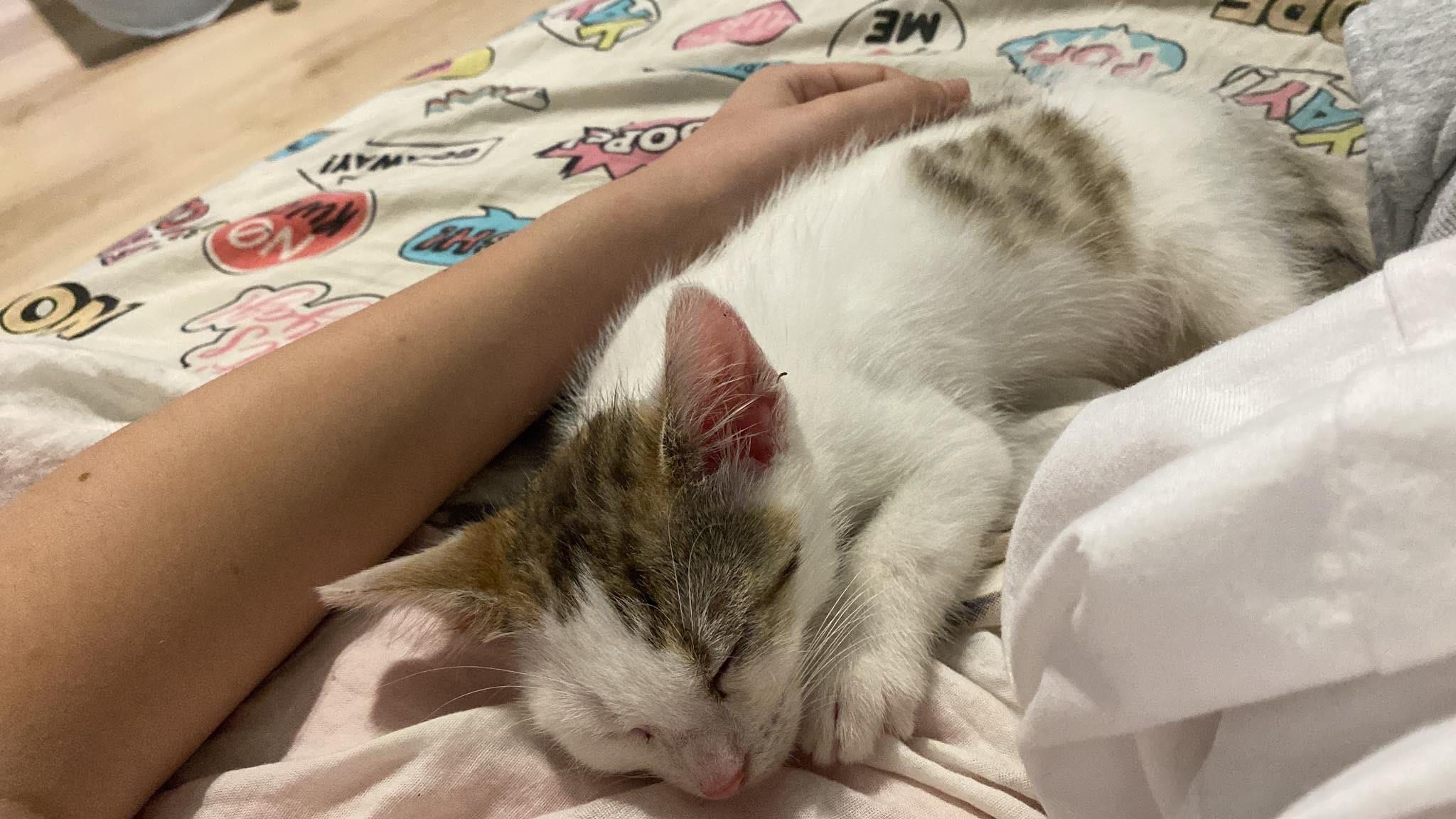 Malutkie kocięta do adopcji