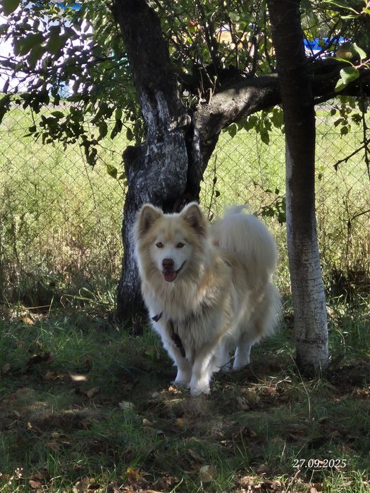 Собака Отдам в хорошие руки