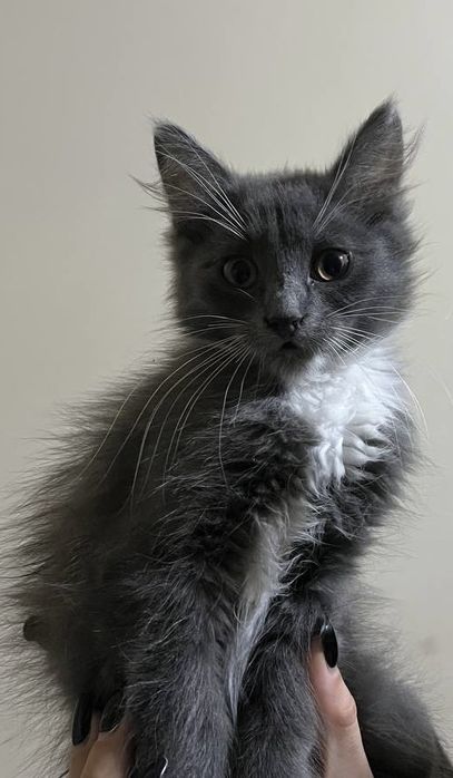 Кошенята у добрі  та люблячі руки