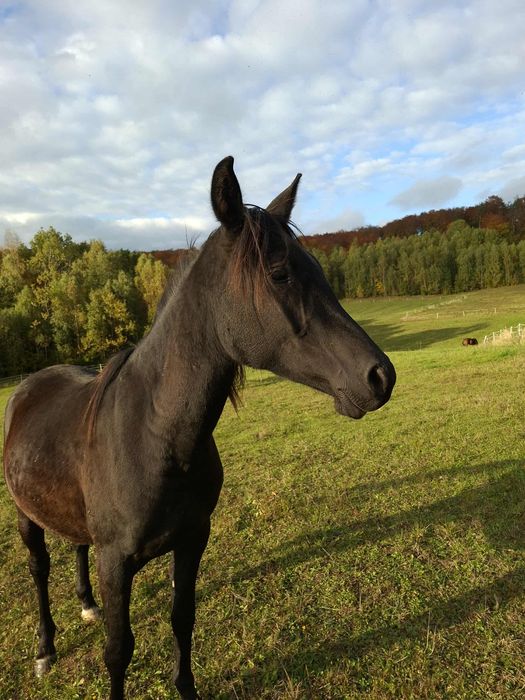 Ogier arabski - 2,5 letni