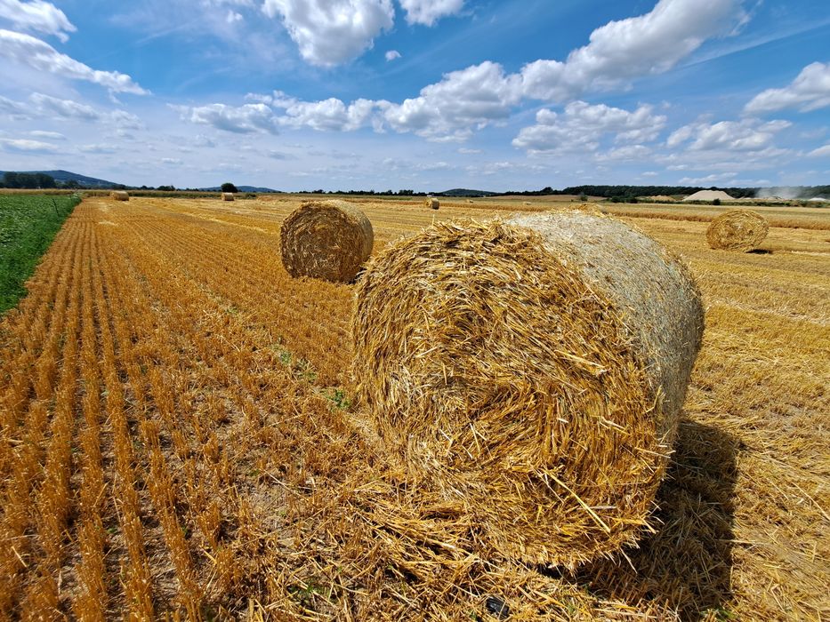 Słoma pszenna jeczmienna 2025