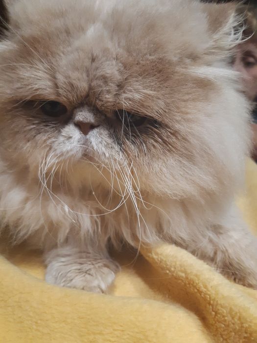 Персидский кот для вязки