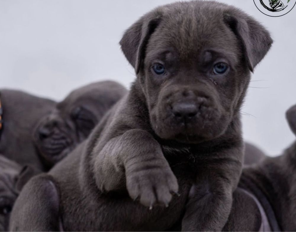 Чорна мафія на ринку-щеночки Cane corso