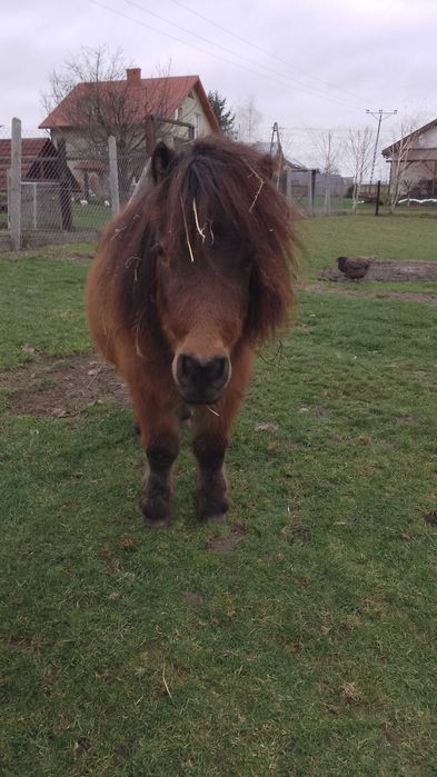 Kucyk kuc klaczka z ogierkiem