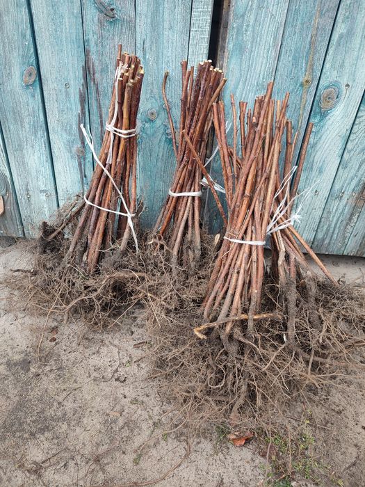 Саджанці малини та ожини