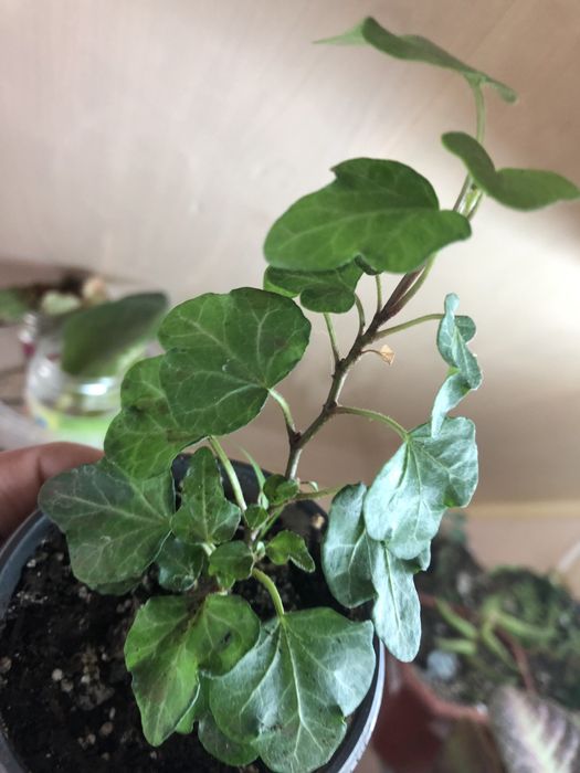 Кімнатні рослини, недорого.