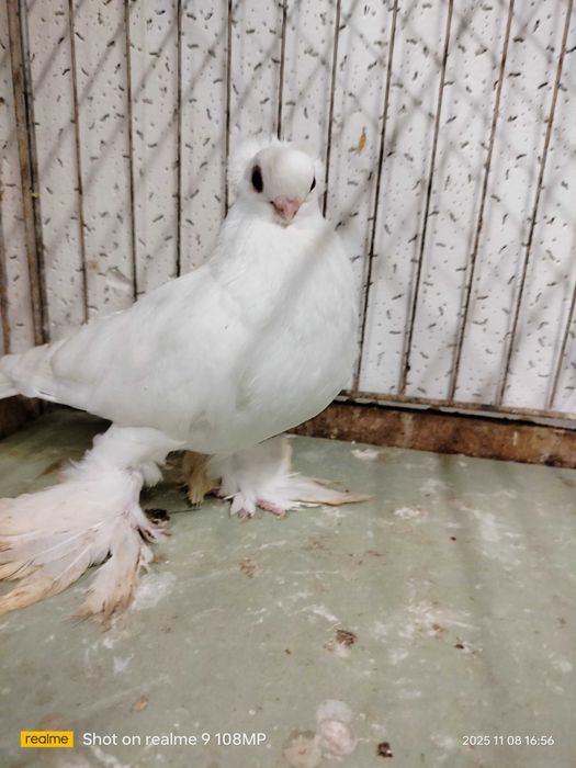 Gołąb ozdobny barwnoglowka królewiecka