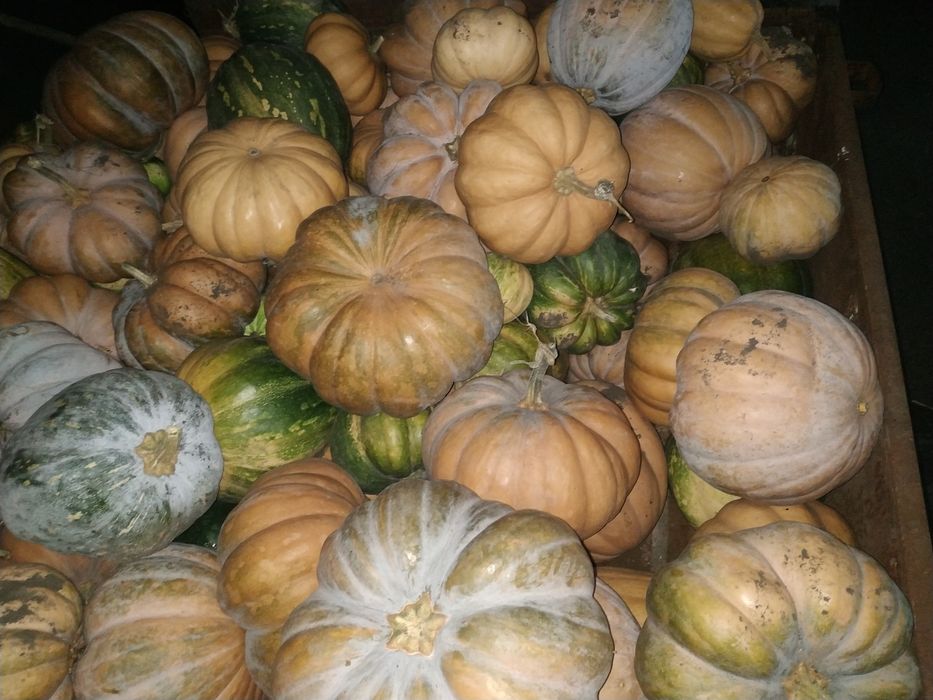 Трактор Т-16 на доках