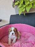 Cavalier King Charles Spaniel SUNIA