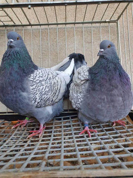 Ryś polski niebieski gołębie rysie