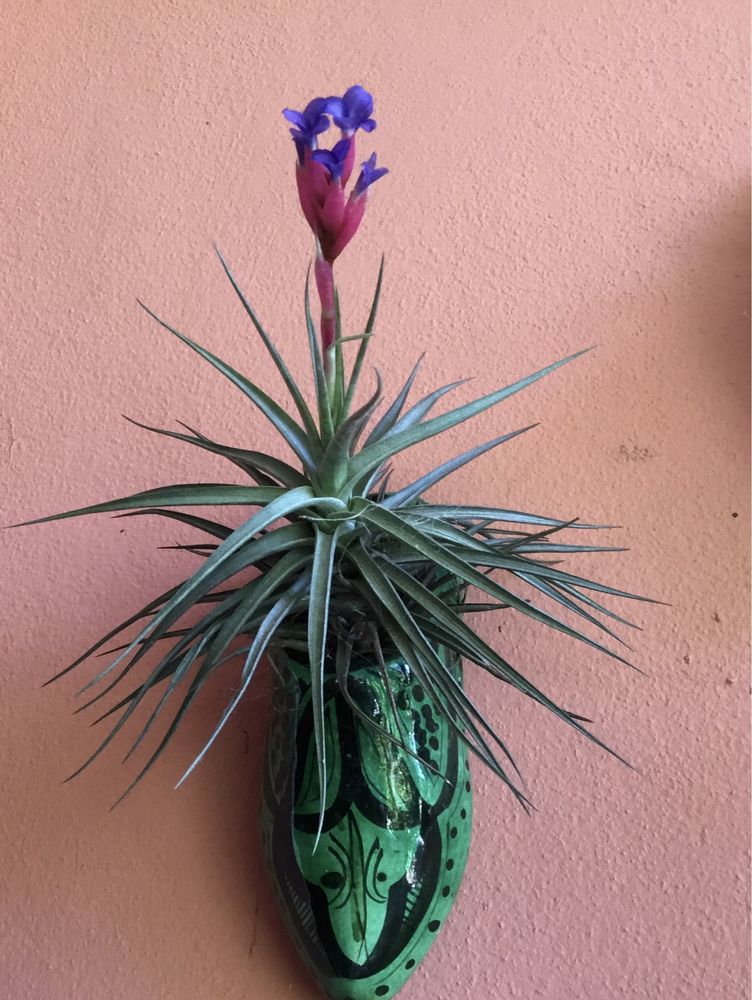 Bromelia tillandsia  planta da amizade