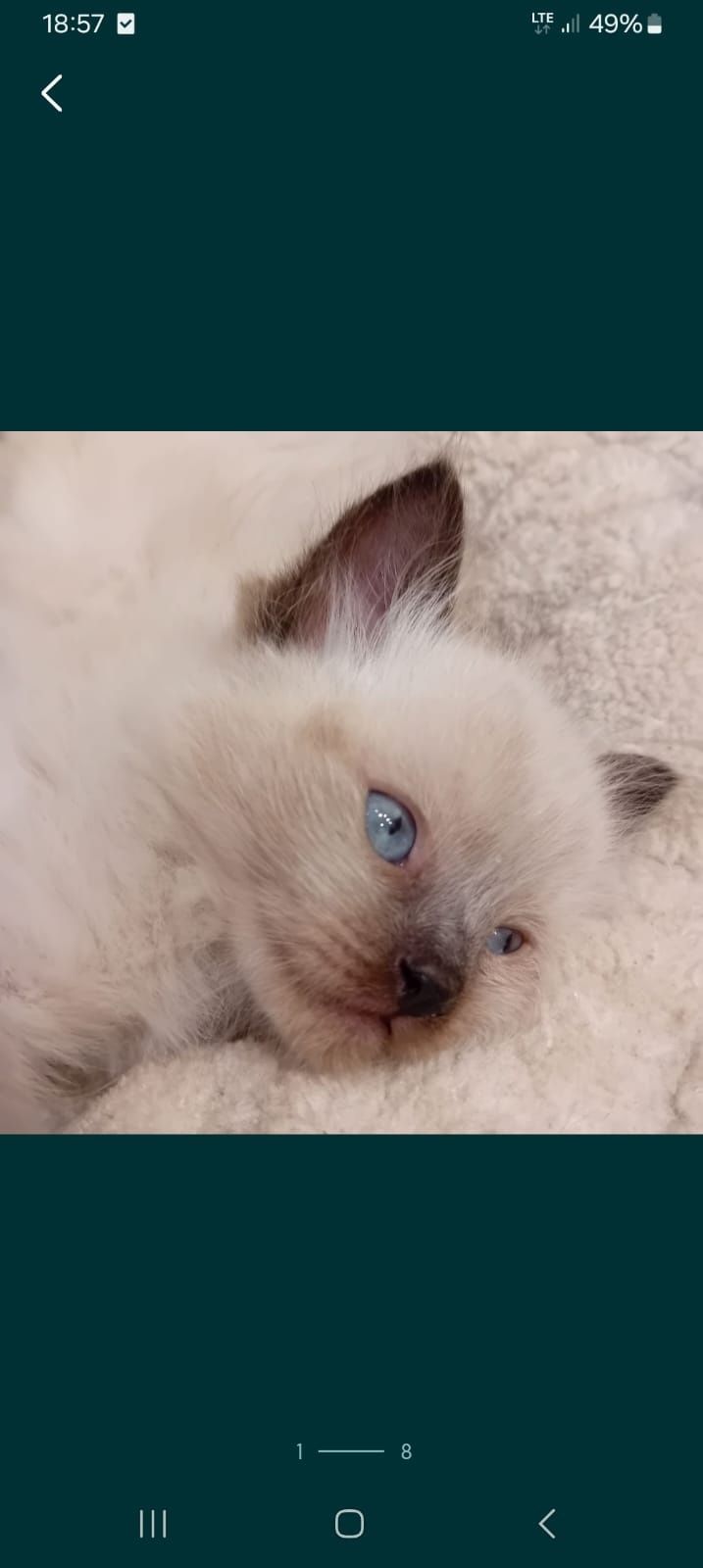 Piękna kotka Ragdoll z rodowodem