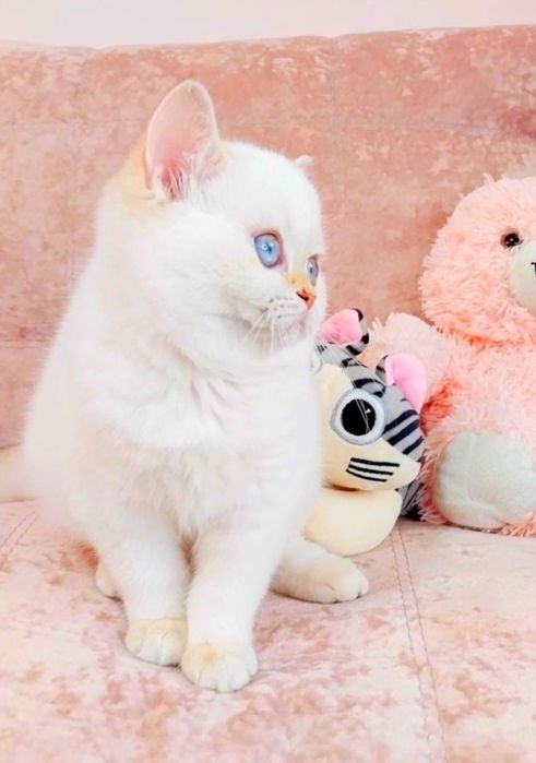 Сама нежность, голубоглазая малышка скоттиш-страйт