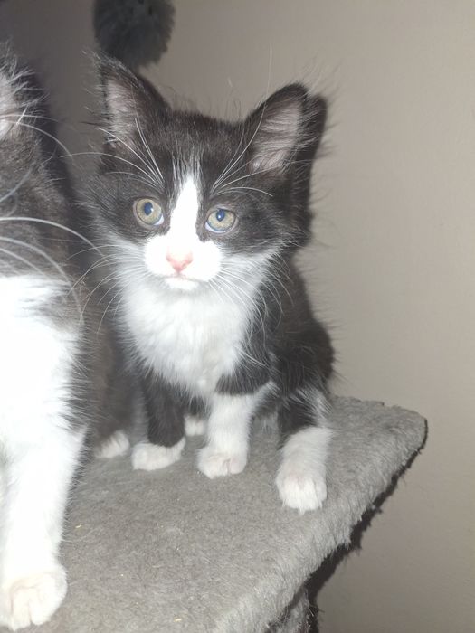 Kotki do oddania  za darmo