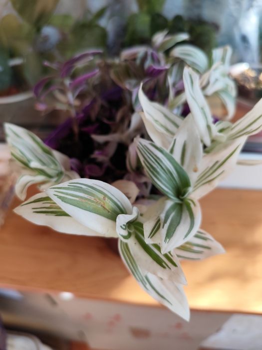 Традесканция (ассорти из трёх видов)