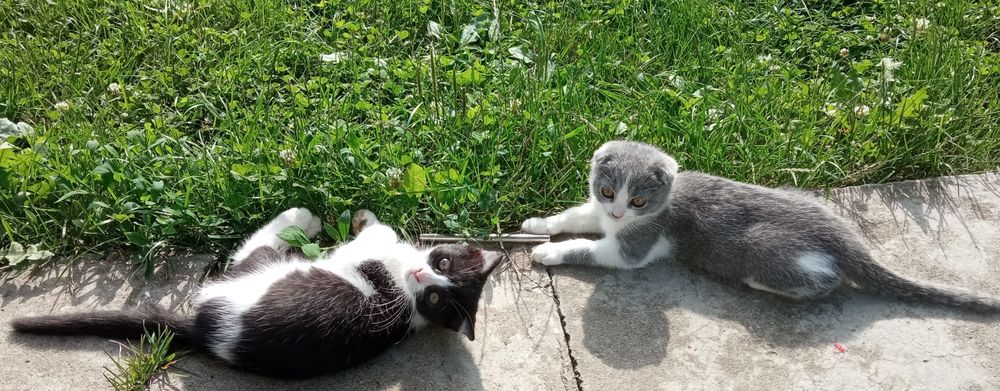 Кошенята в хороші руки