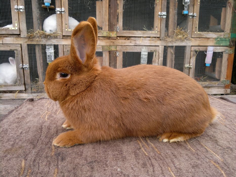 Nowozelandzki Czerwony Samiczki