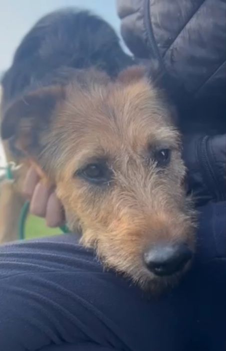 Do adopcji sunia w typie foxteriera Foxi