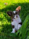 Chihuahua długowłosy FCI