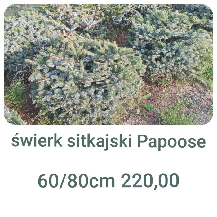 Thuja _ tuja Kórnik żywopłot 120, 130, 140