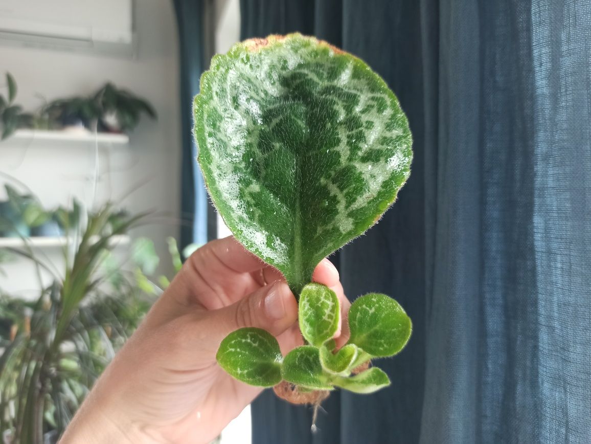 Streptocarpus Pretty Turtle