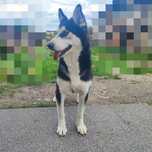 Siberian Husky suczka