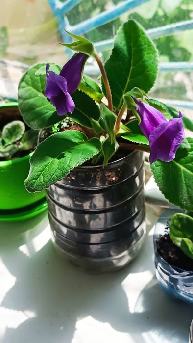 Глоксиния фиолетовая