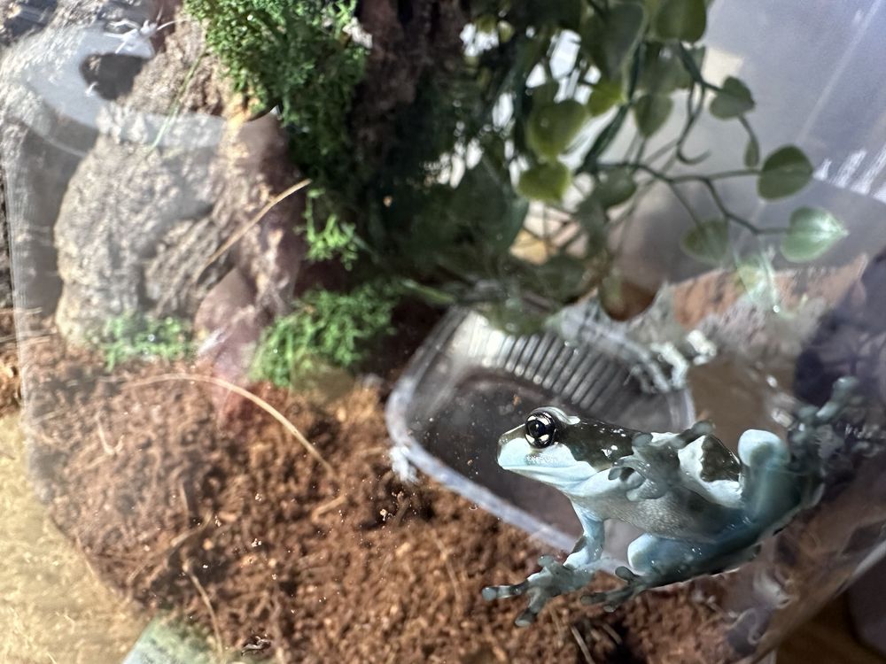 Rzekotka zabia - trachycephalus resinifictrix - młode żabki