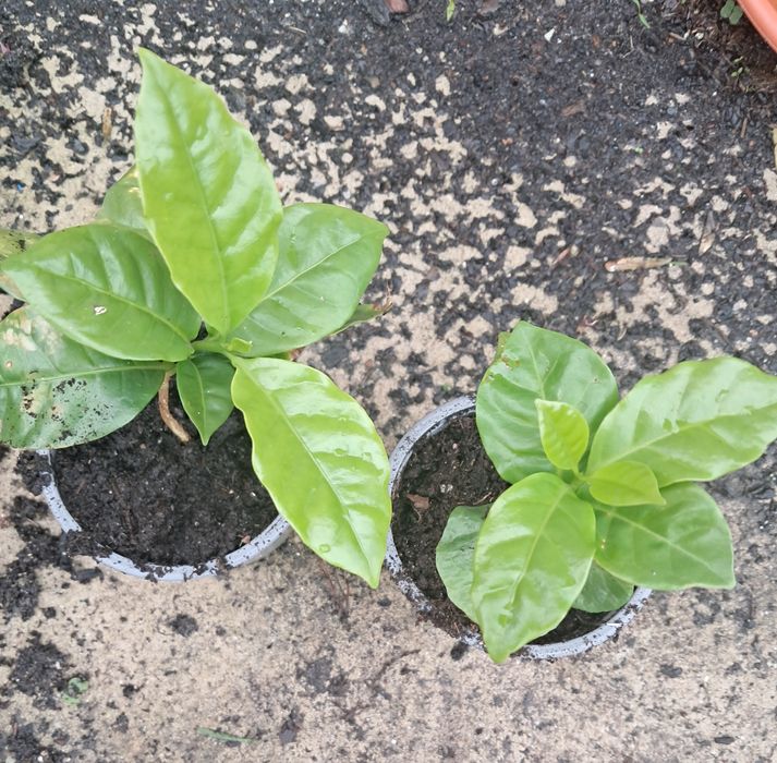 Planta de café arábica